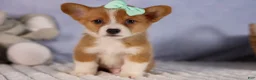 Welsh Corgi Pembroke dogs for sale: Bently💙 - Ad 5