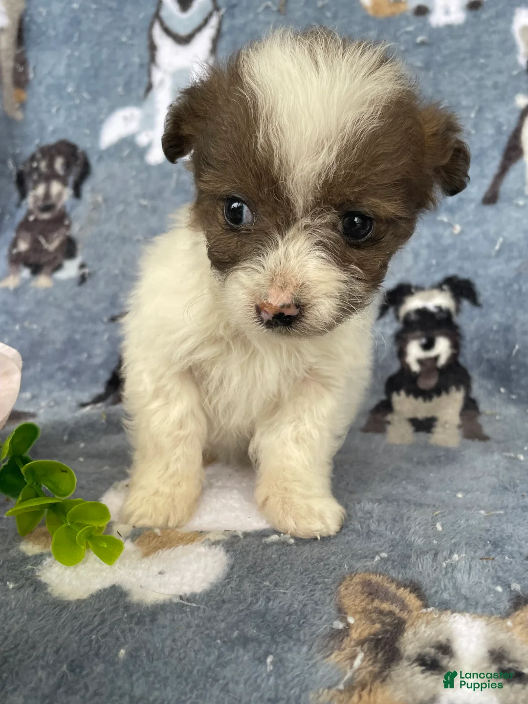 Toy Poodle dogs for sale: Portia - Ad 4