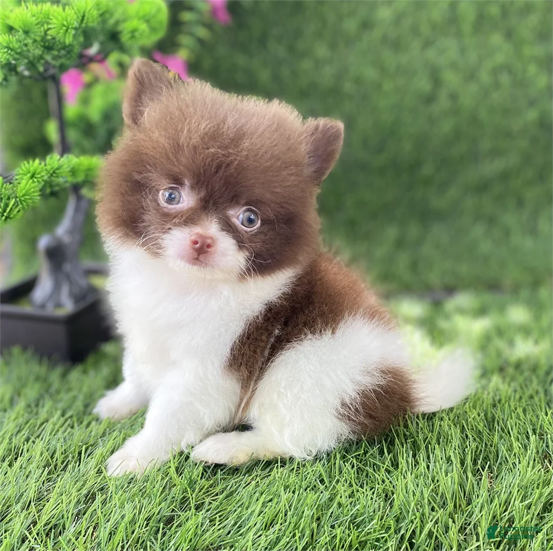 Pomeranian dogs for sale: Pomeranian 1 - Ad 3
