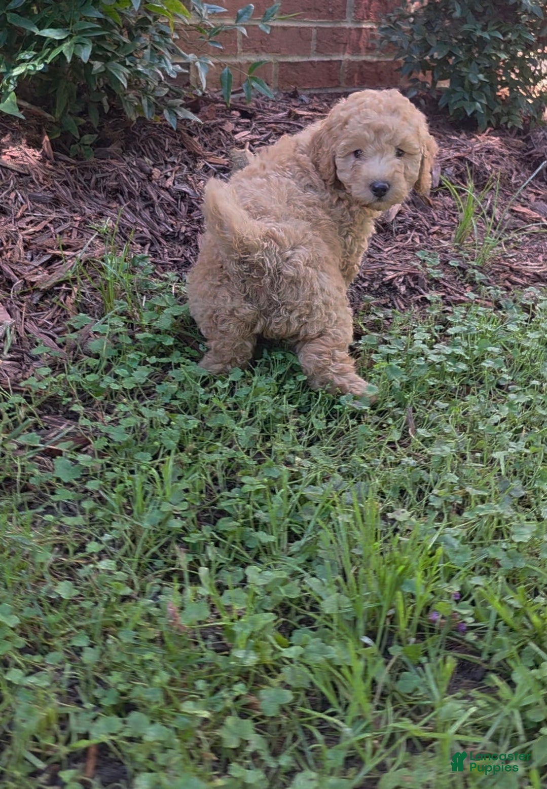 Goldendoodle dogs Mini Goldendoodle Male  - Ad 1