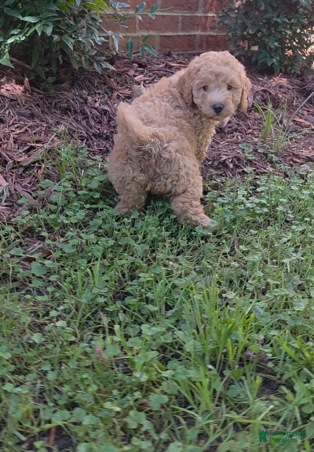 Goldendoodle dogs for sale: Mini Goldendoodle Male  - Ad 1