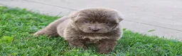 Newfoundland dogs for sale: Dakota - Ad 4