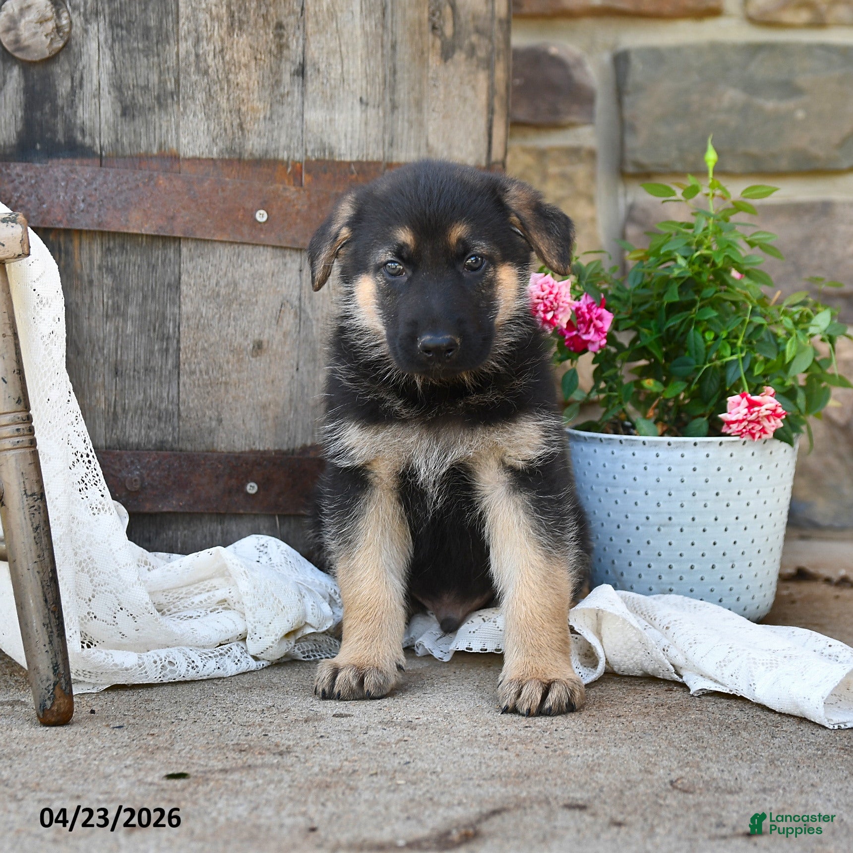 German Shepherd dogs Sterling - Ad 2