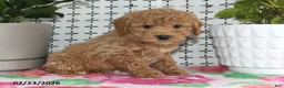 Goldendoodle dogs for sale: Remi - Ad 1