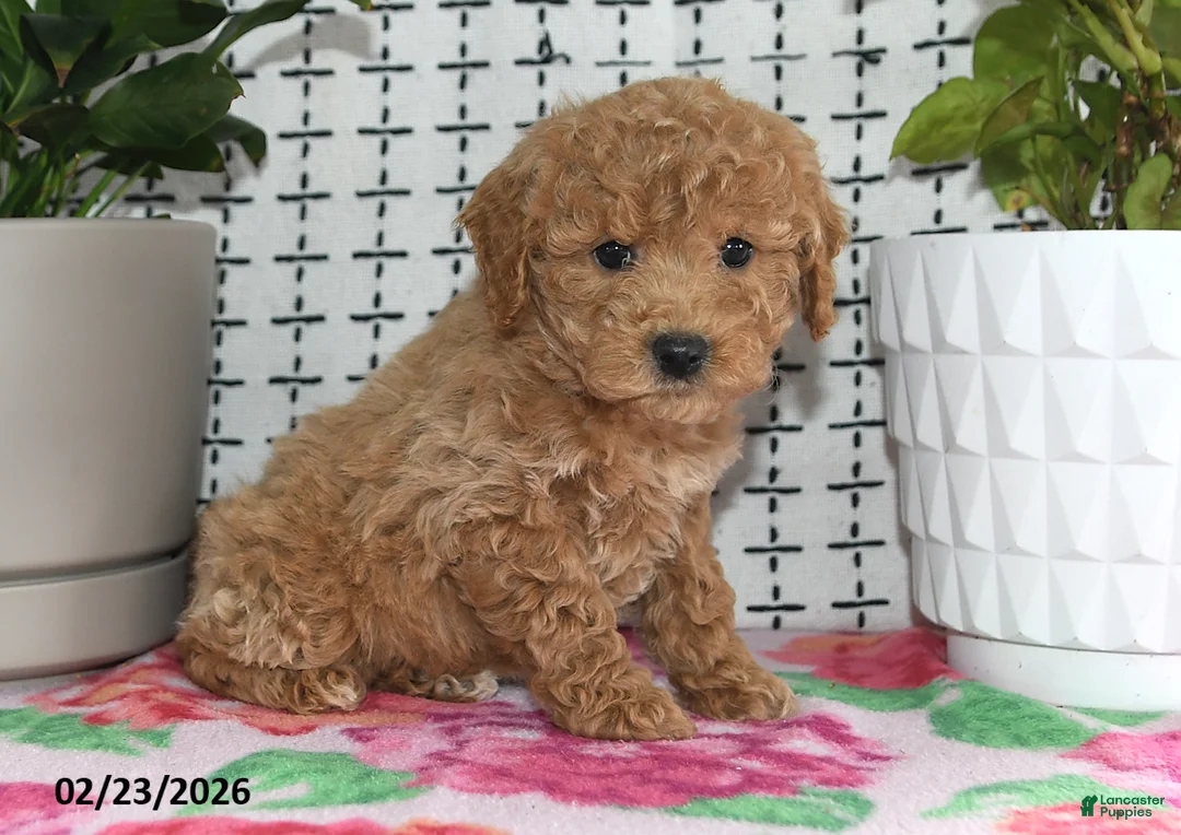 Goldendoodle dogs for sale: Remi - Ad 1