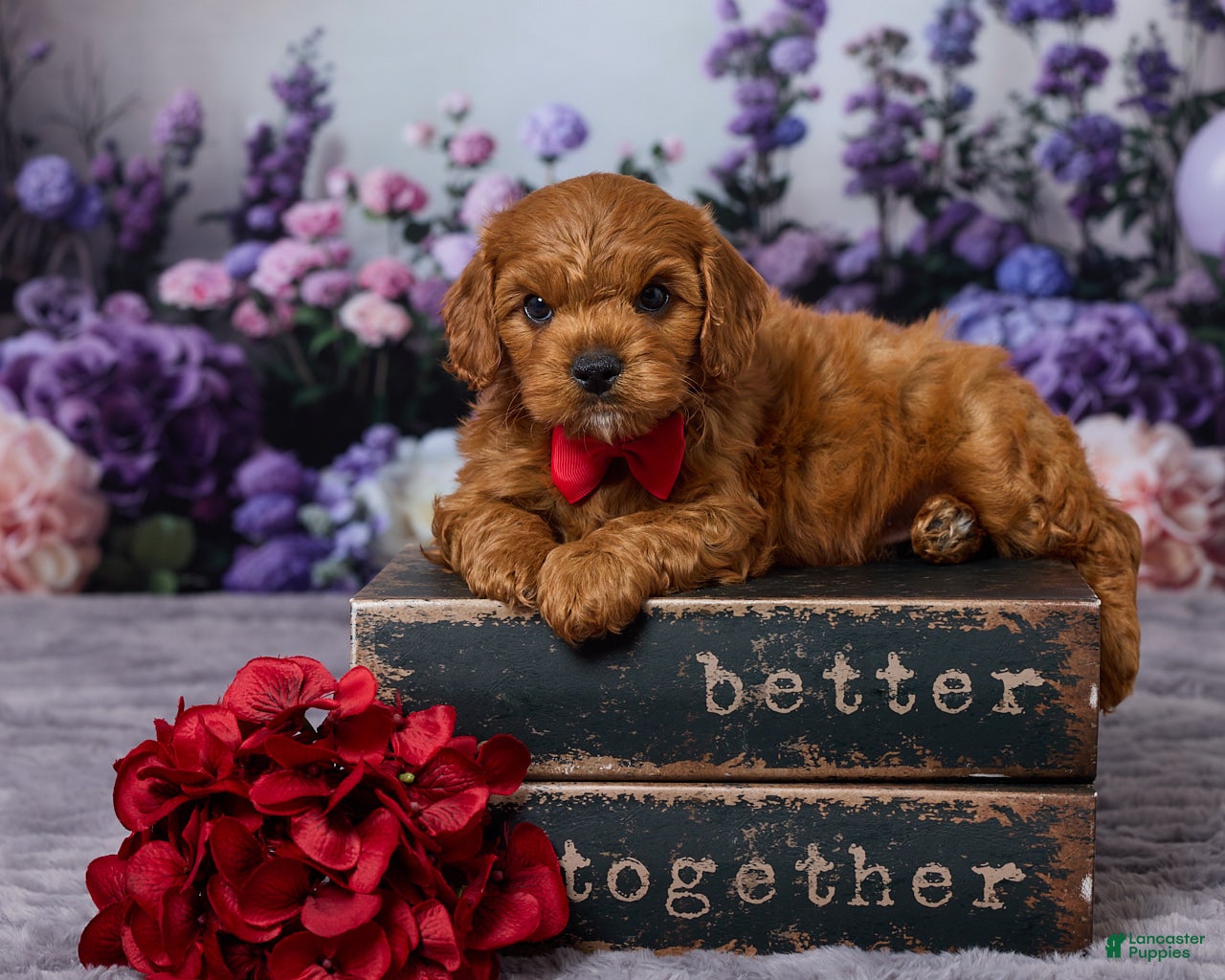 Cavapoo dogs Chance - Ad 1