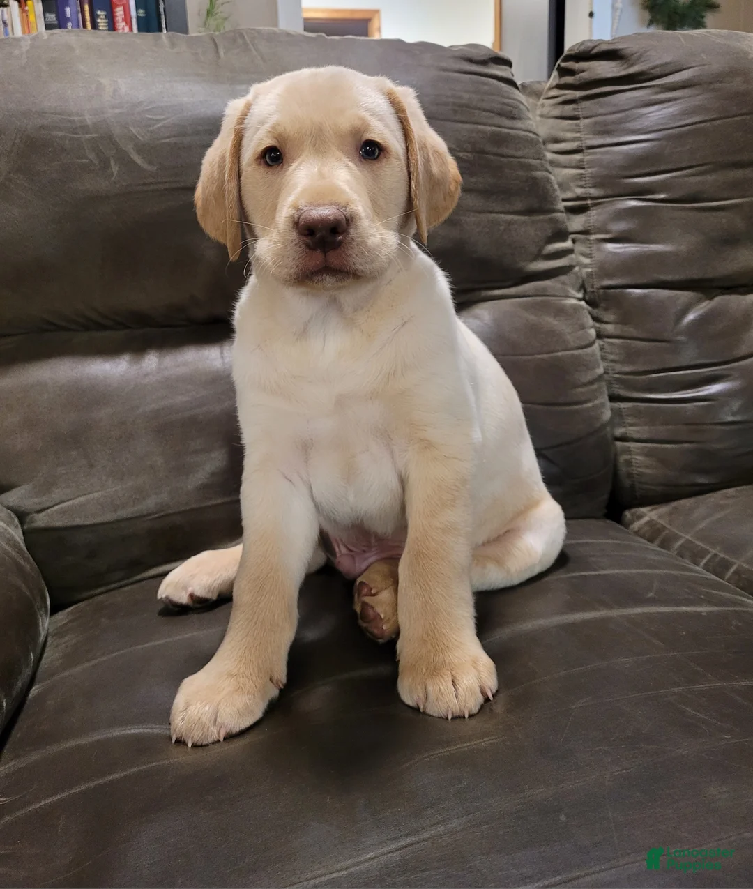 Labrador Retriever dogs for sale: Ranger  - Ad 2