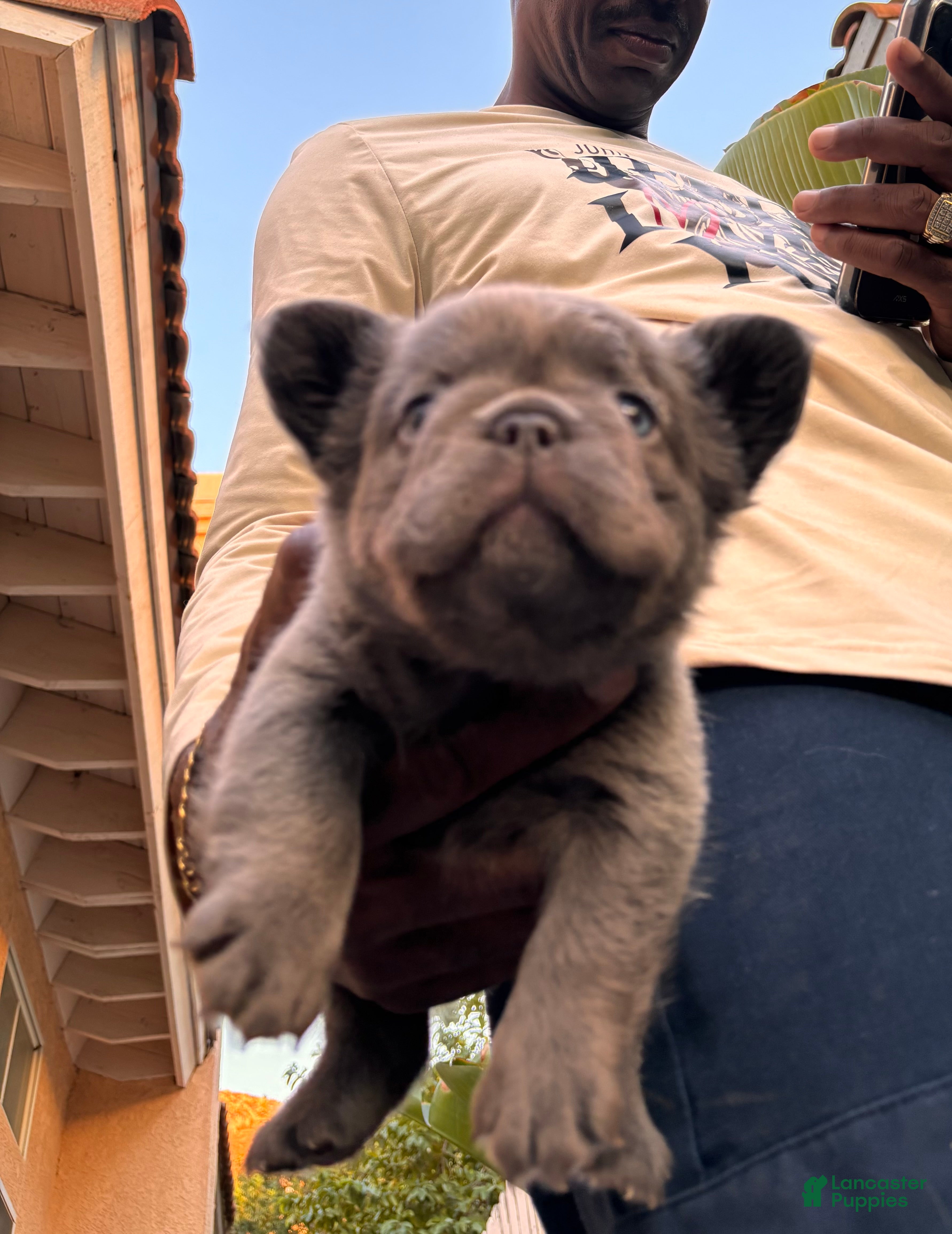 French Bulldog dogs French Bulldog 4 - Ad 2