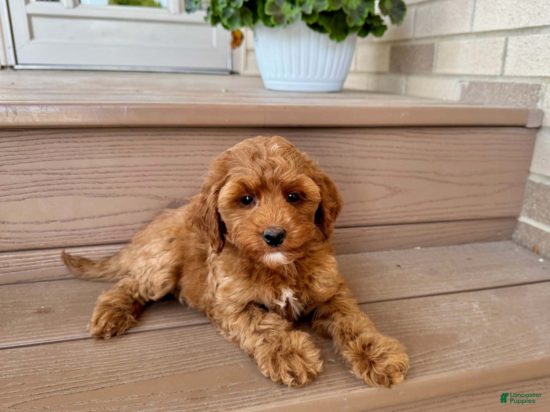 Cockapoo dogs Cockapoo 4 puppies - Ad 2