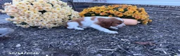 Welsh Springer Spaniel dogs for sale: Lassie - Ad 7