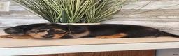 Miniature Dachshund dogs for sale: Macy - Ad 4