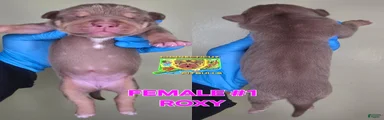 ROXY