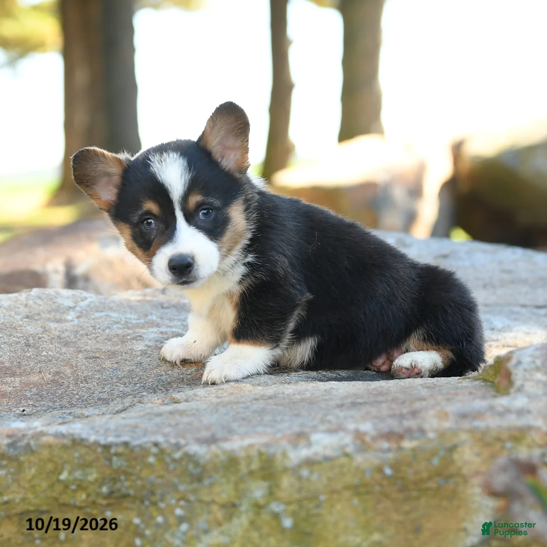 Welsh Corgi Pembroke dogs for sale: Harley - Ad 2
