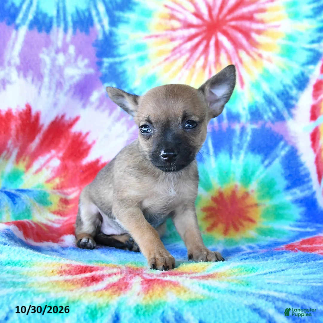 Mixed Breed dogs for sale: Mini - Ad 5
