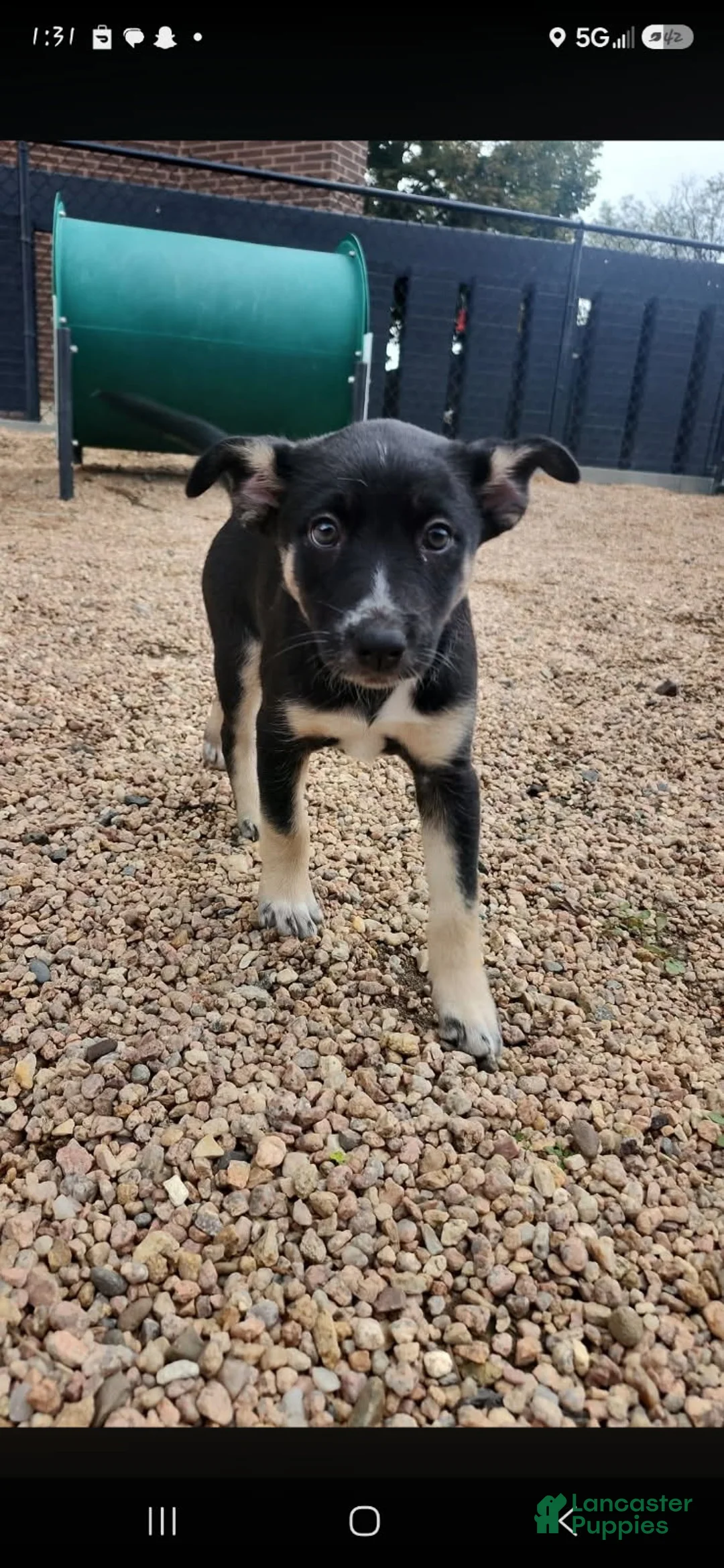 Miniature Australian Shepherd dogs for sale: Coco - Ad 1