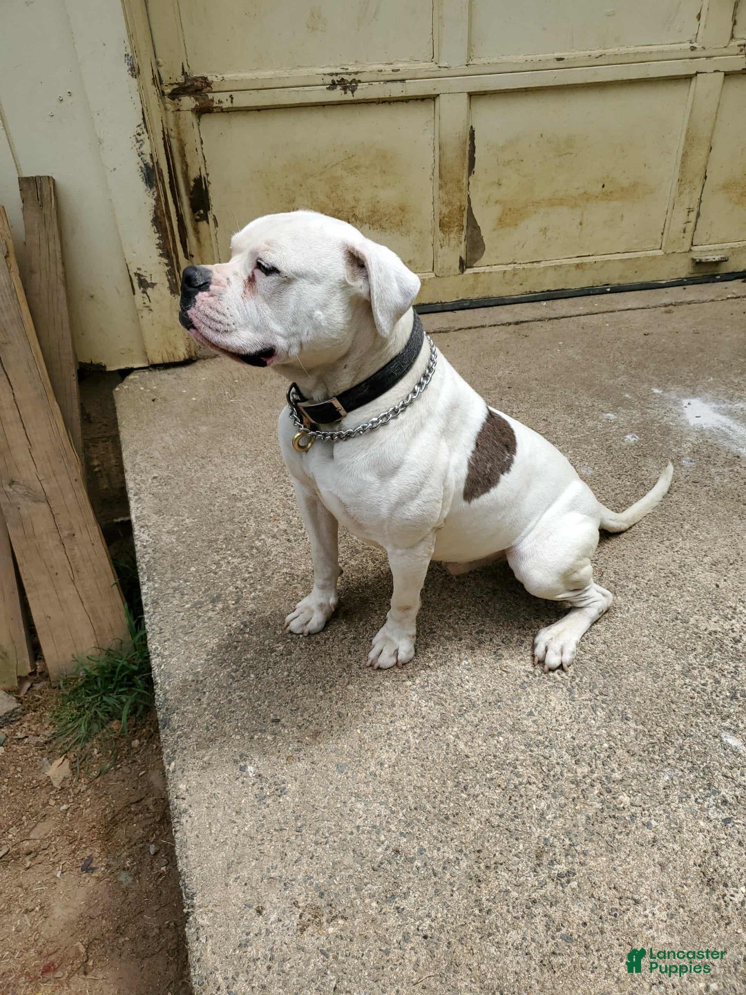 Alapaha Blue Blood Bulldog dogs for sale: Alapaha Blue Blood Bulldog Puppy 1 - Ad 8