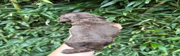 Cocker Spaniel dogs for sale: Cocker Spaniel 5 - Ad 2