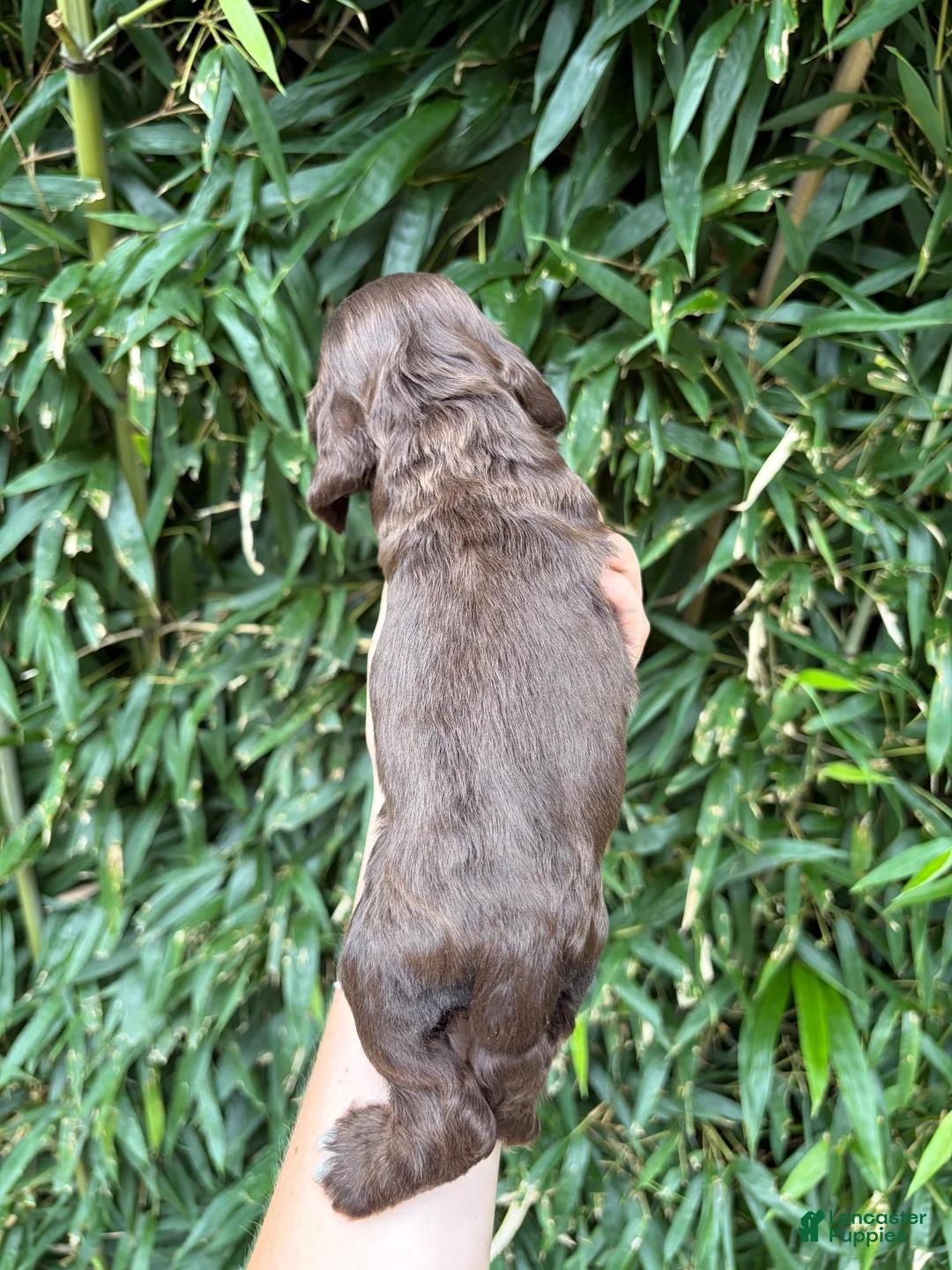 Cocker Spaniel dogs for sale: Cocker Spaniel 5 - Ad 2