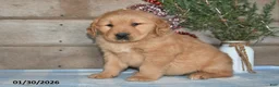 Golden Retriever dogs for sale: Andre - Ad 4