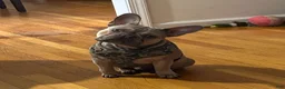 French Bulldog dogs for stud: Dexter - Ad 2