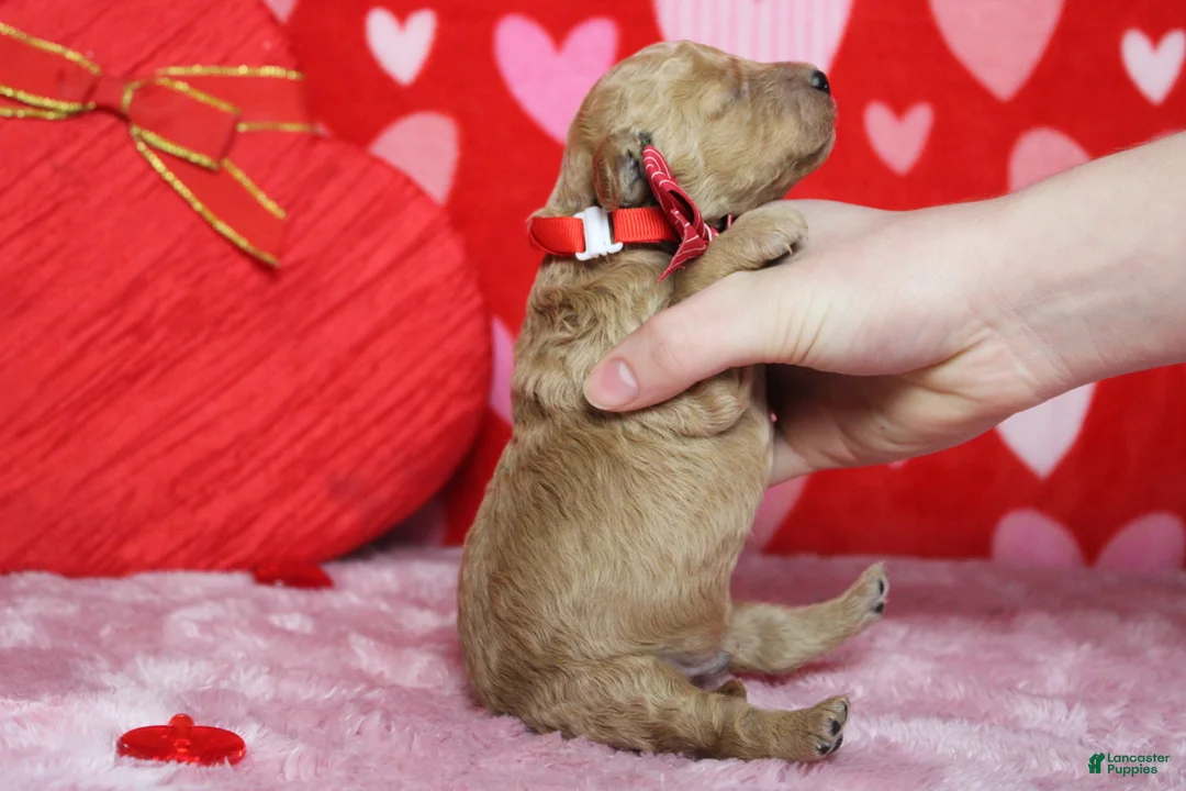 Goldendoodle dogs for sale: Dew - Ad 10