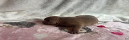 American Bully dogs for sale: American Bully 4 - Ad 5