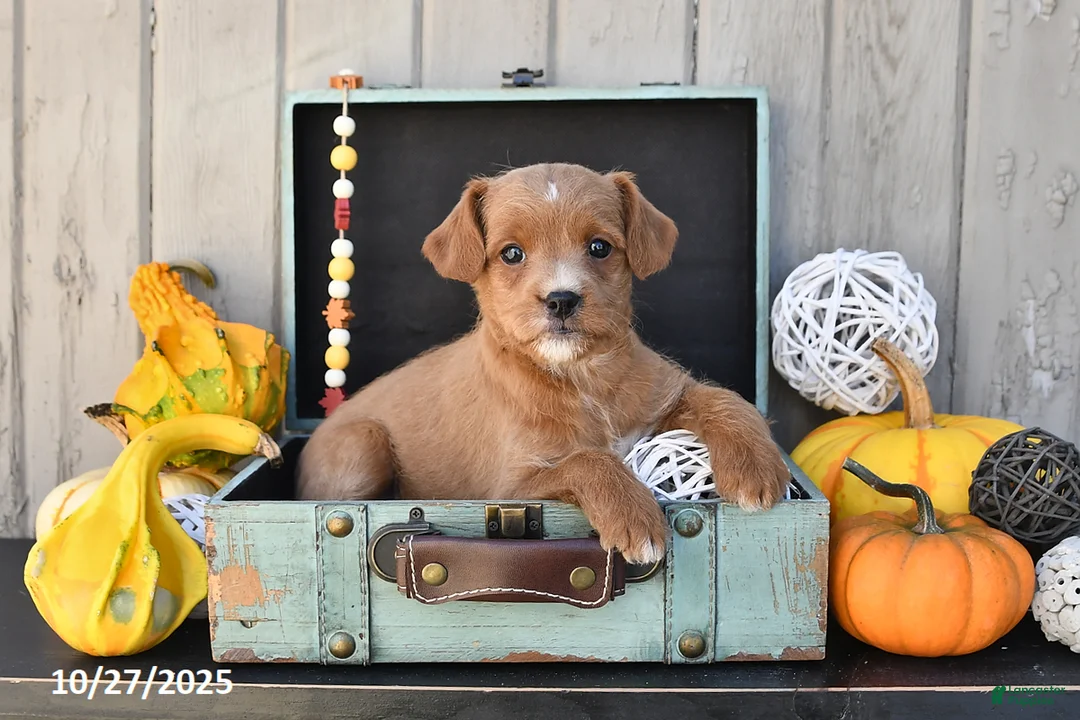 Mixed Breed dogs for sale: Tony - Ad 4