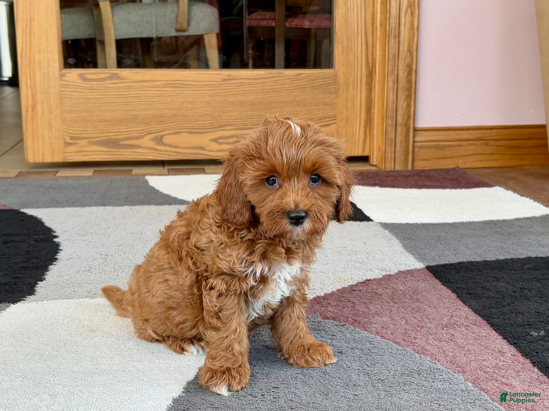 Cavapoo dogs for sale: Henry - Ad 5