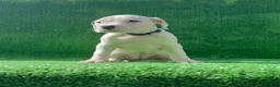 Dogo Argentino dogs for sale: Purple  - Ad 2