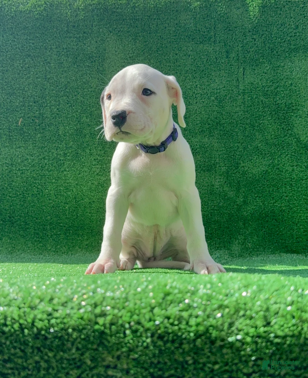 Dogo Argentino dogs for sale: Purple  - Ad 2