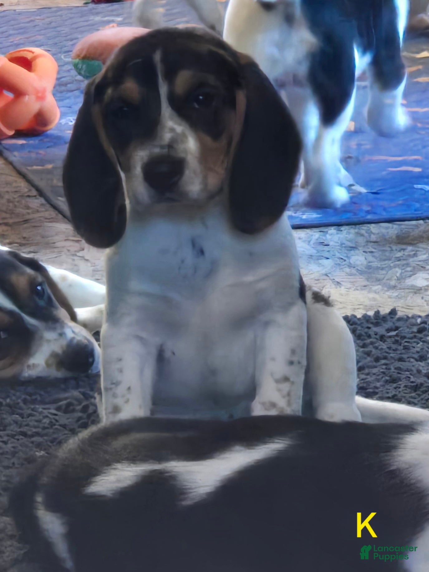 Beagle dogs Kylie - Ad 5