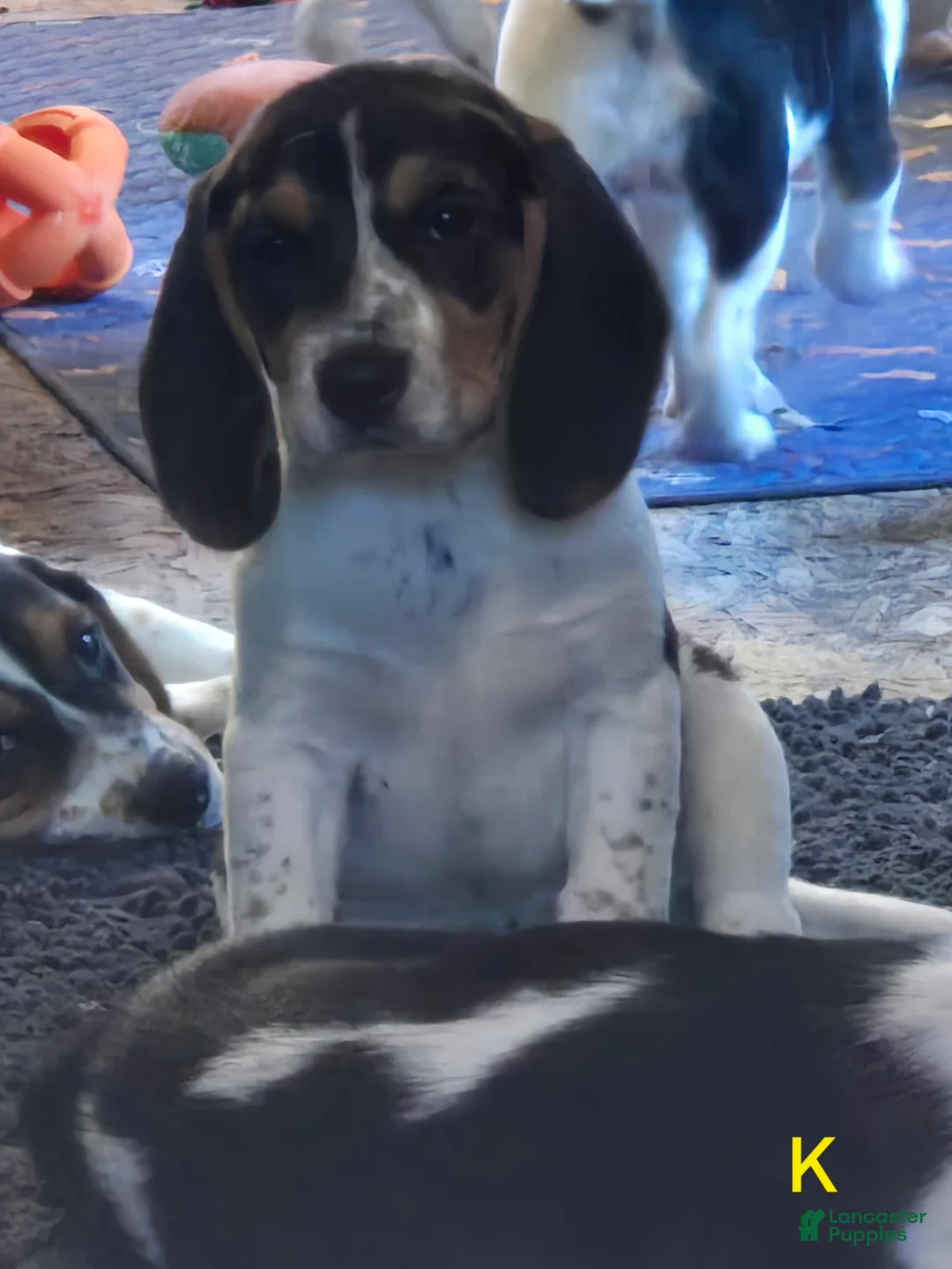 Beagle dogs for sale: Kylie - Ad 1