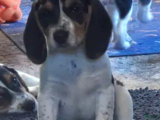 Beagle dogs Kylie - Ad 5