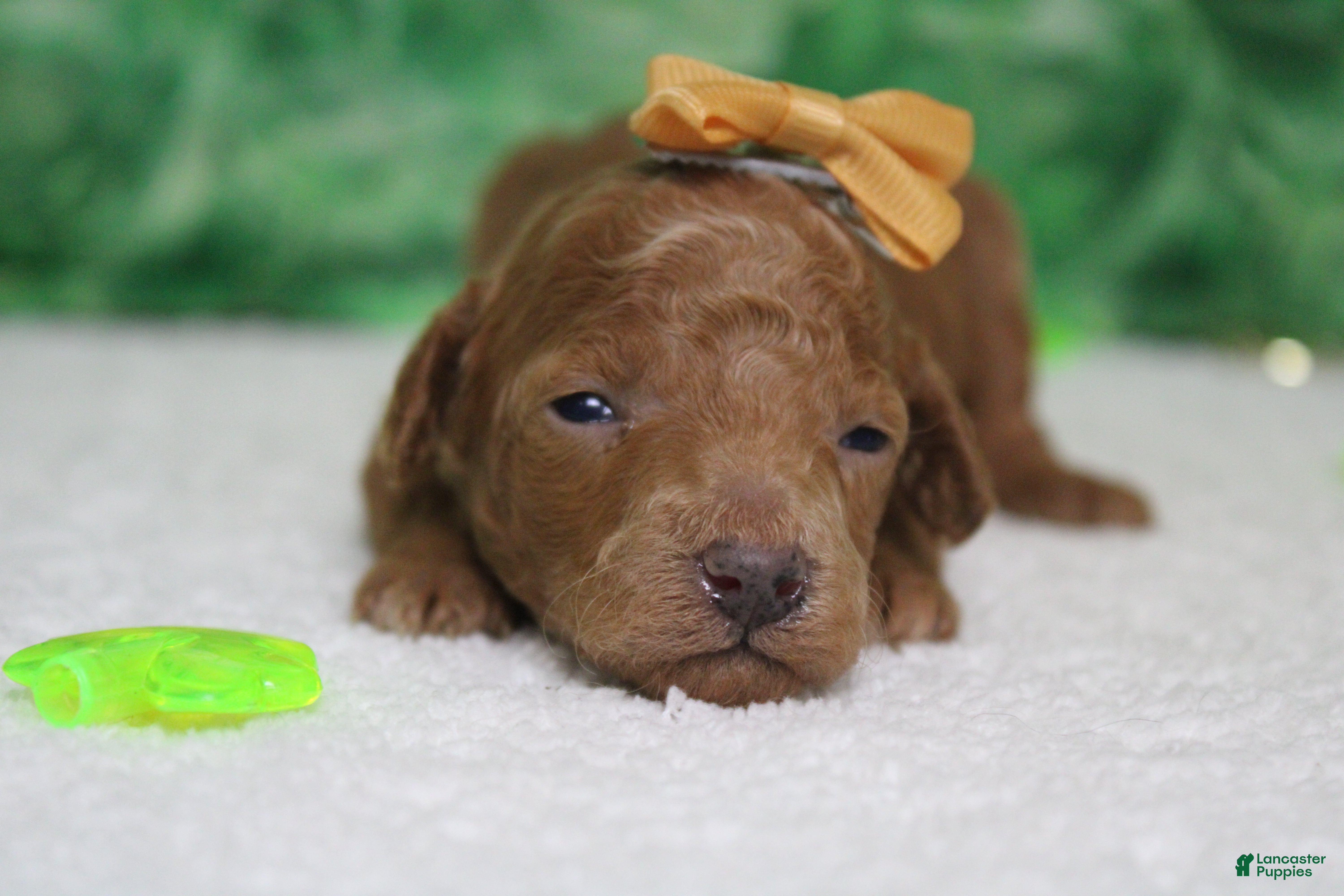 Miniature Poodle dogs Brittany  - Ad 37