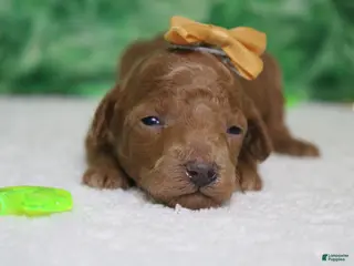 Miniature Poodle dogs Brittany - Ad 37