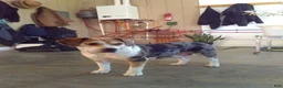 Beabull dogs for sale: Bentley - Ad 7