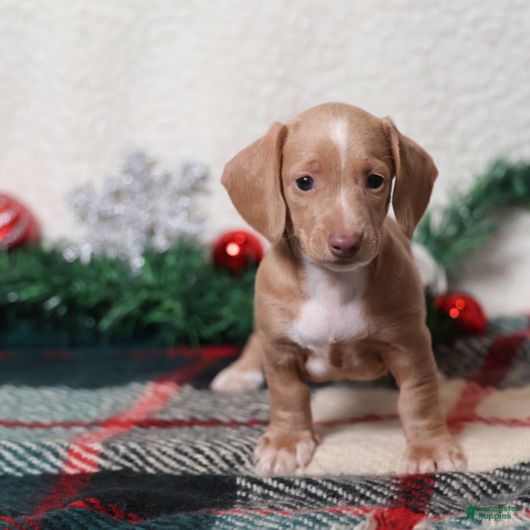 Dachshund dogs for sale: Daphne - Ad 5