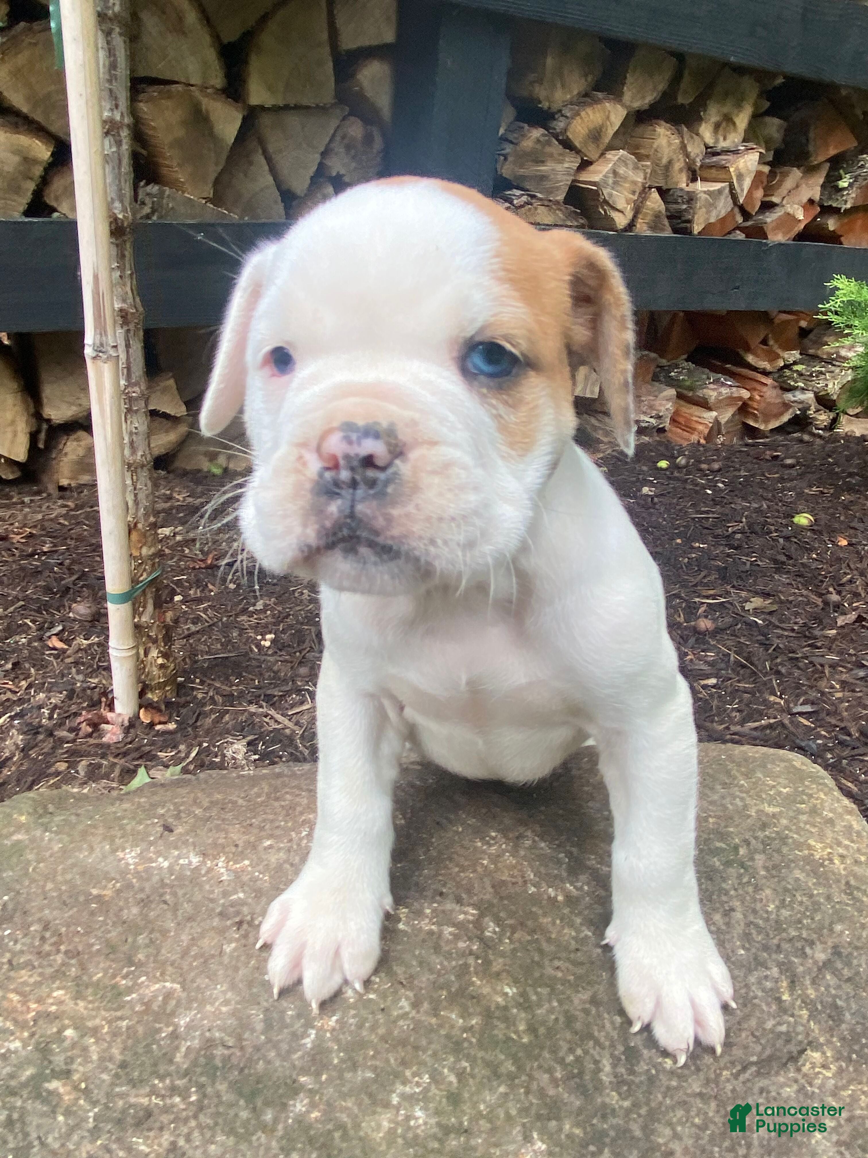 Mixed Breed dogs Minnie - Ad 1