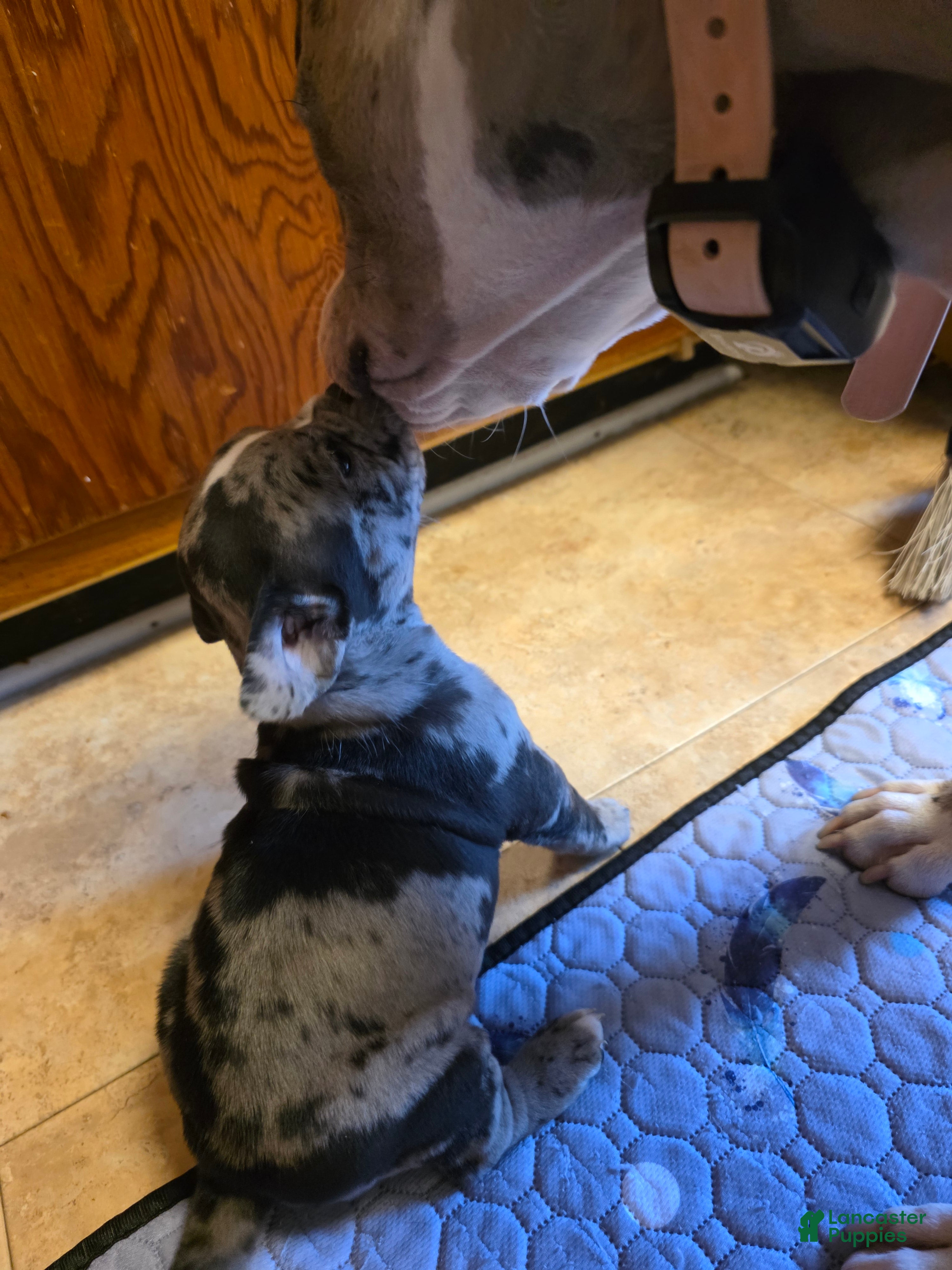 American Bully dogs Eclipse - Ad 42