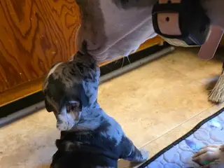 American Bully dogs Eclipse - Ad 42