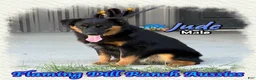 Miniature Australian Shepherd dogs for sale: Jude - Ad 3