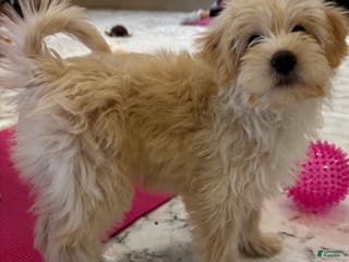 Mixed Breed dogs Bengi - Ad 39