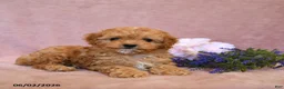 Cavapoo dogs for sale: Slate - Ad 4