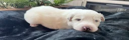 Great Pyrenees dogs for sale: Oak - Ad 1