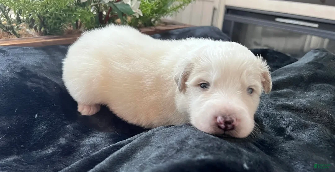 Great Pyrenees dogs for sale: Oak - Ad 1