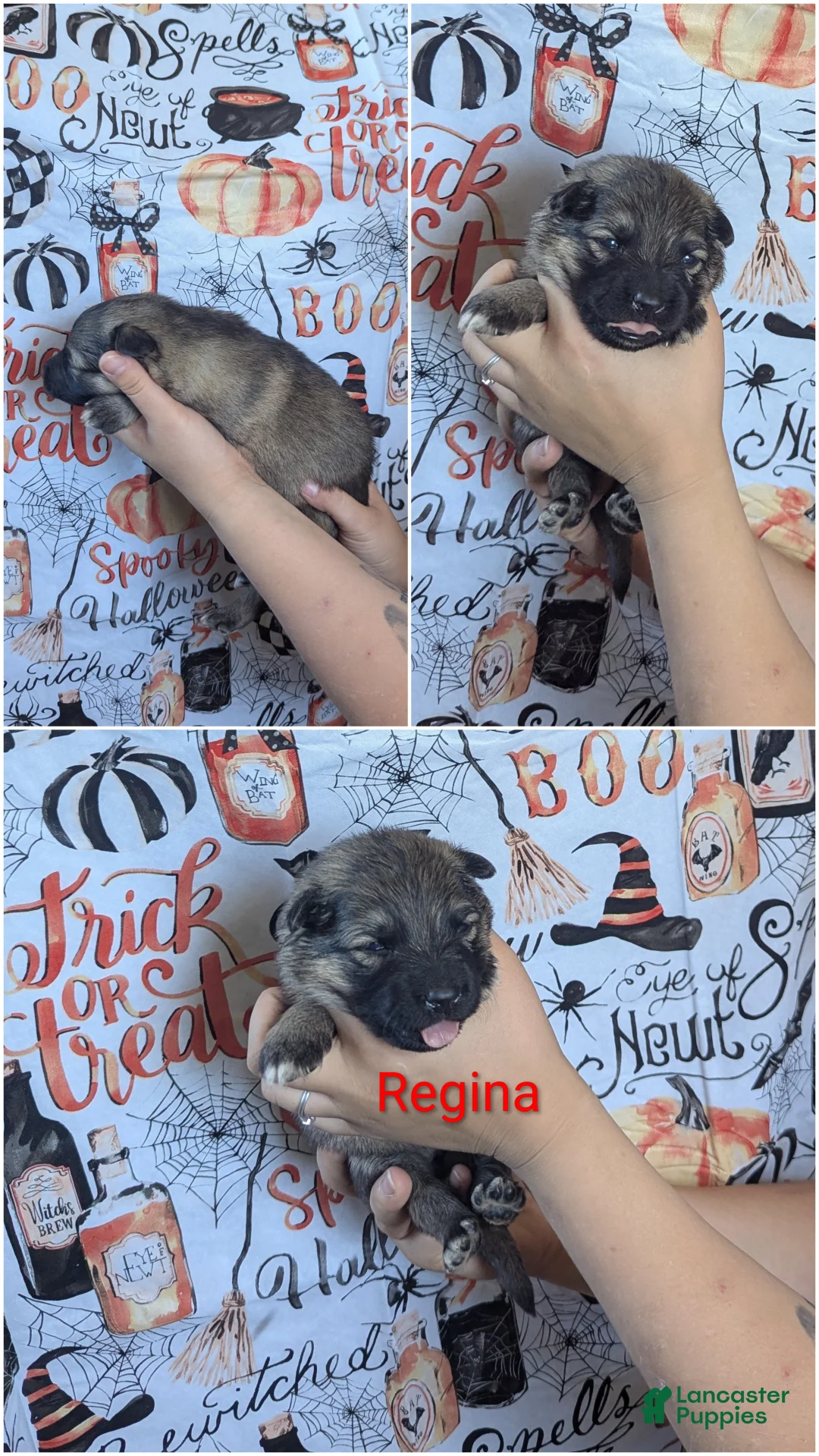 German Shepherd dogs for sale: Regina - Ad 1