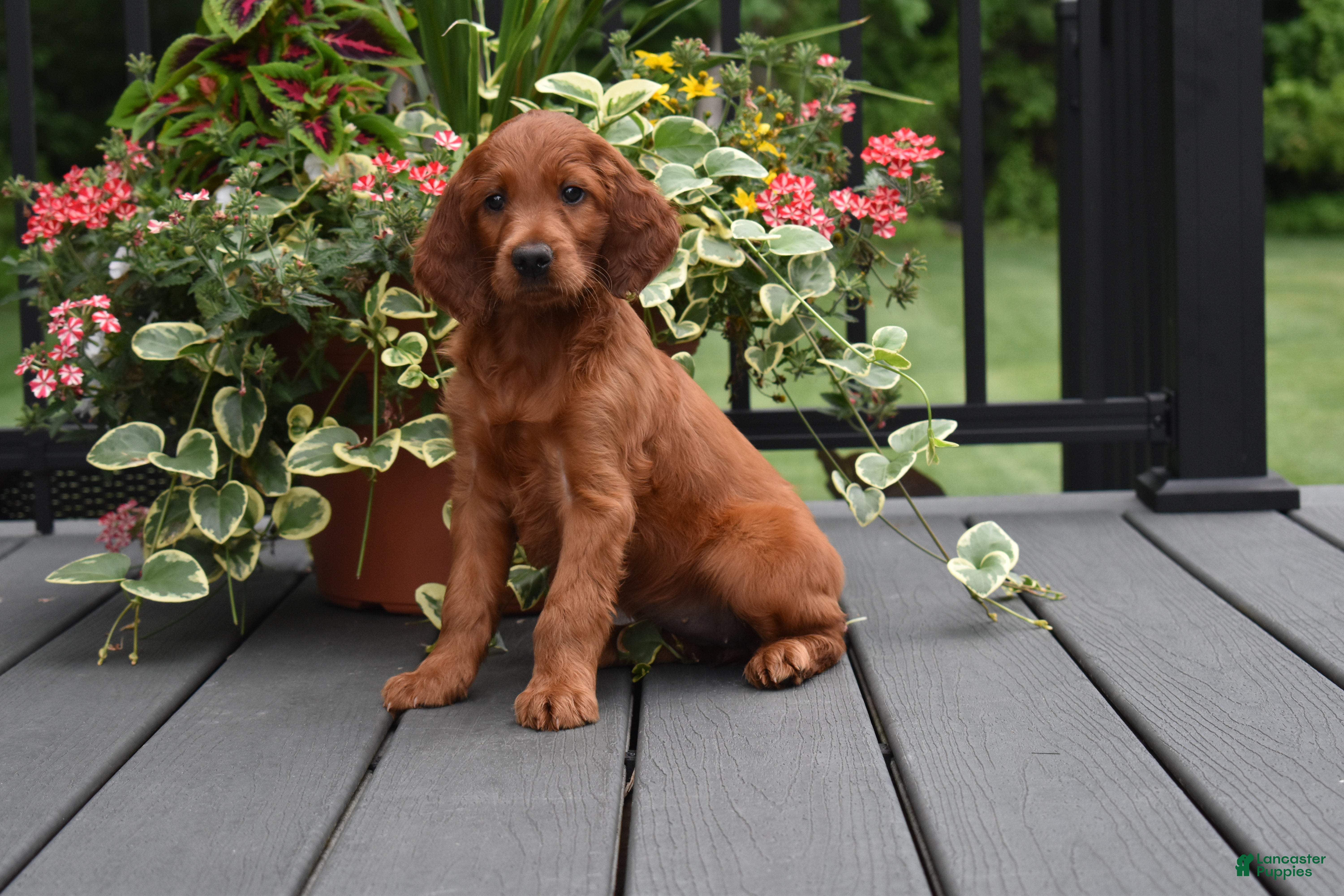 Irish Setter dogs Willow - Ad 2