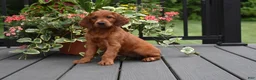 Irish Setter dogs for sale: Willow - Ad 2