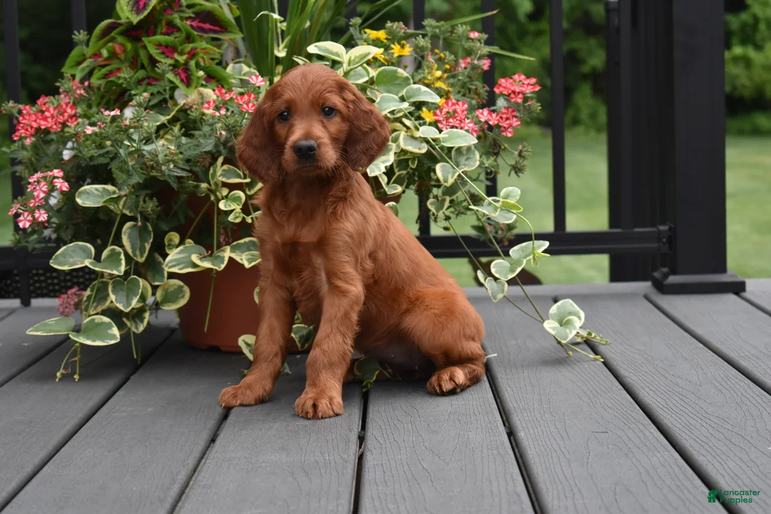 Irish Setter dogs for sale: Willow - Ad 2