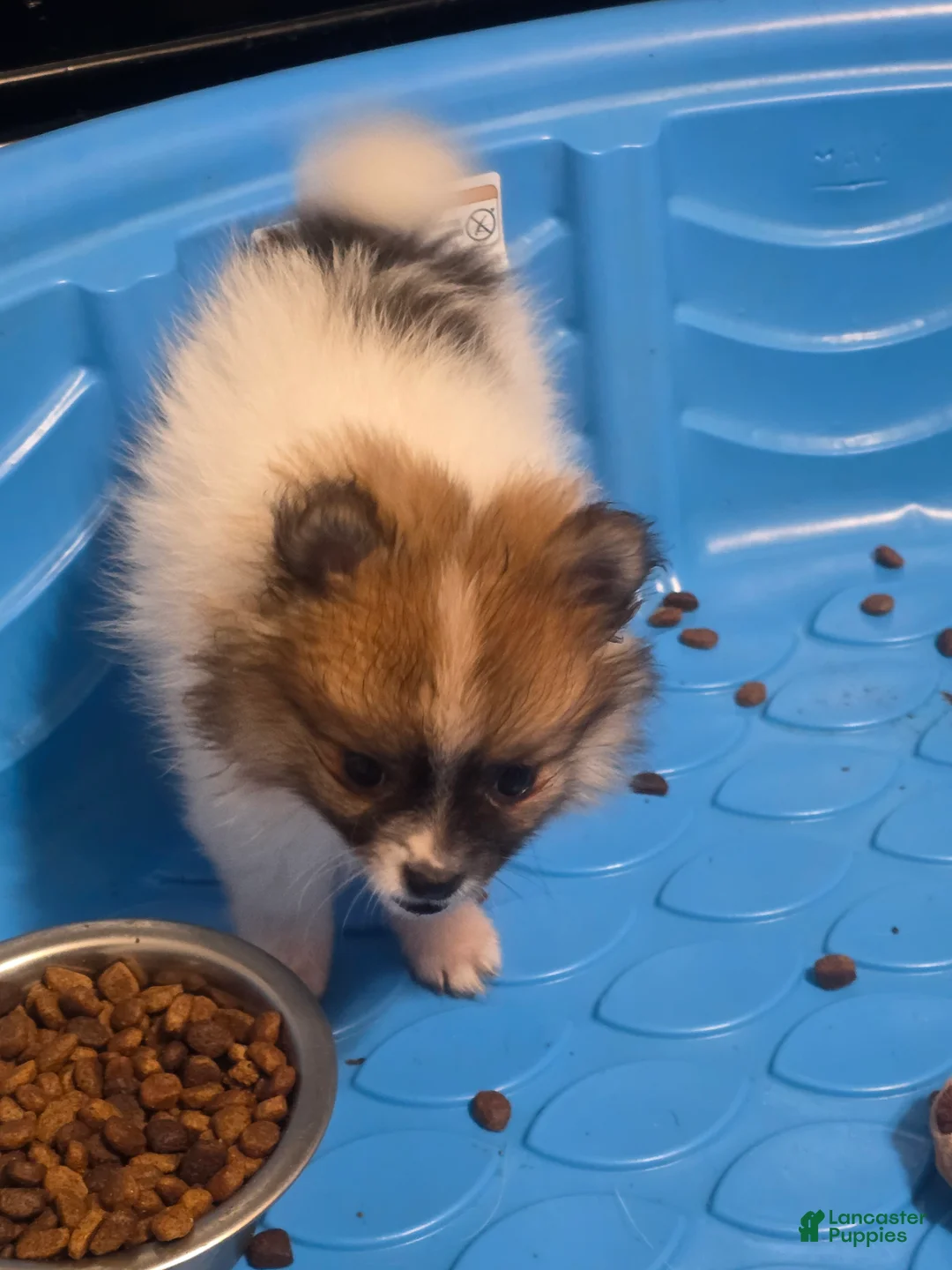 Pomeranian dogs for sale: Pomeranian Puppy 3 - Ad 2